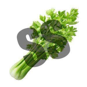 CELERY - 1 bunch