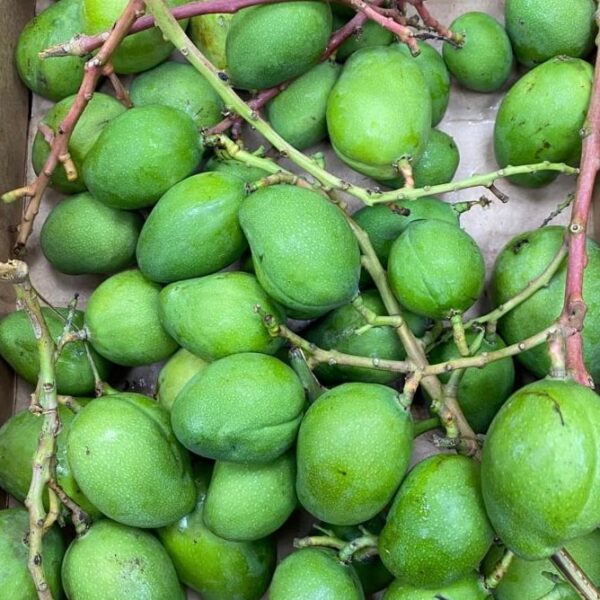 Green Mangoes (Raw Mangoes) 250g