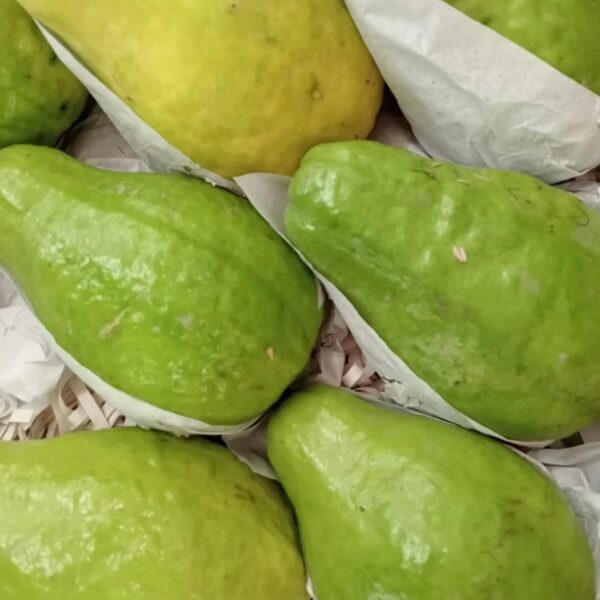 Fresh Guava (Amrood)