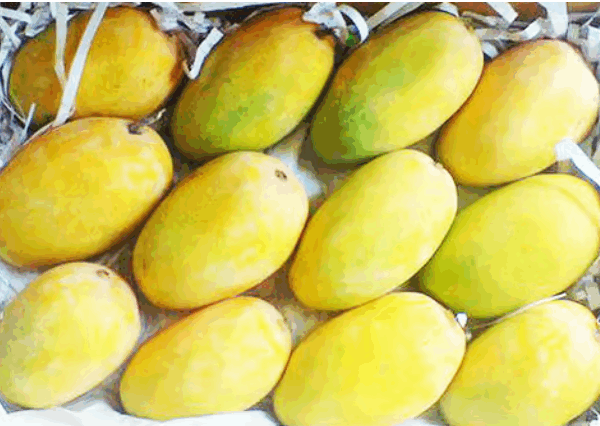Farm Fresh Indian Kesar Mangoes (12 pieces)